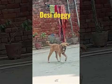 indian doggy fuck|Free Indian Doggy Porn Videos